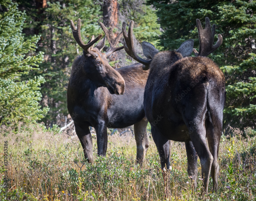 Shiras Moose of The Colorado Rocky Mountains Shiras Moose of The Colorado Rocky Mountains
