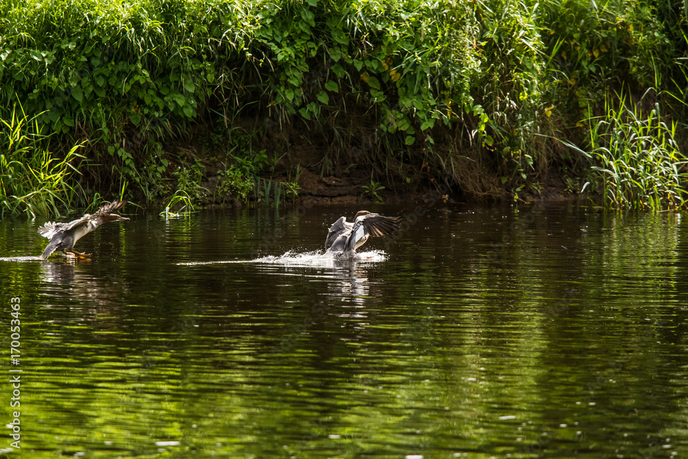 Beautiful young great crested grebe birds swimming in the river. Country landscape with birds. Beautiful young great crested grebe birds swimming in the river. Country landscape with birds.