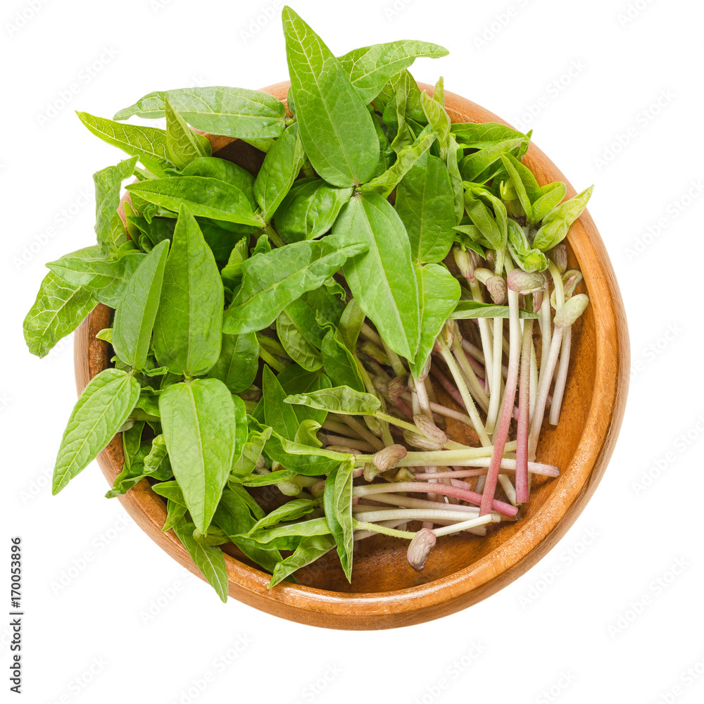 Mung bean microgreens in wooden bowl. Cotyledons of Vigna radiata, also called moong bean, green gram or mung. Young plants, seedlings and sprouts. Macro food photo close up from above over white. Mung bean microgreens in wooden bowl. Cotyledons of Vigna radiata, also called moong bean, green gram or mung. Young plants, seedlings and sprouts. Macro food photo close up from above over white.