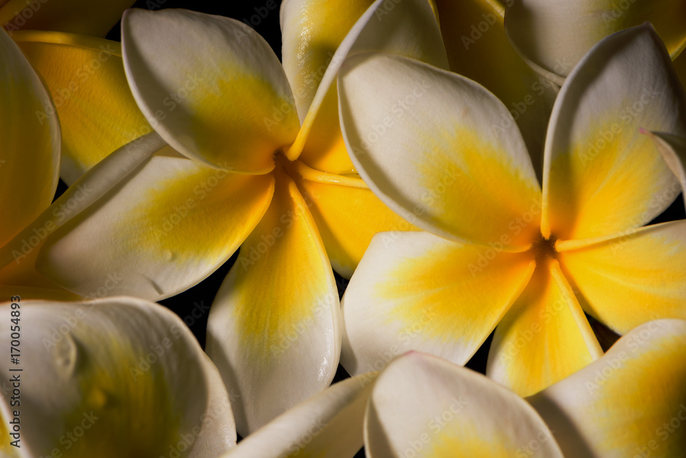 Obraz premium Close up white gentle frangapani plumeria flowers after rain on the black background.2