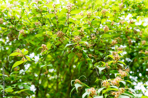 kolkwitzia amabilis kolkwitzie tree flower bud from china in park photo