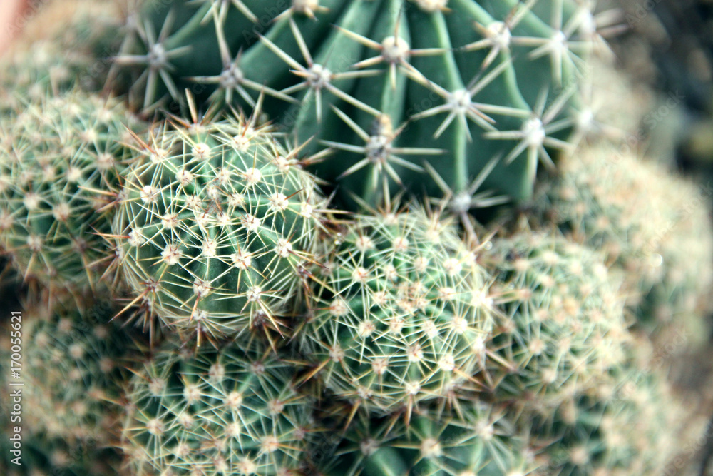 Fototapeta premium cactus