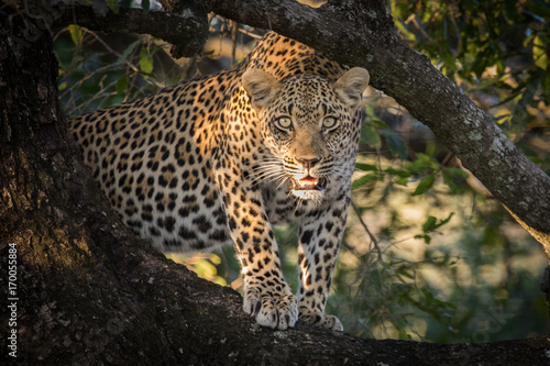 Ndzanzeni Young Male Leopard photo