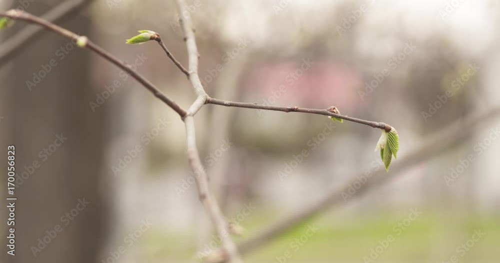 Slow motion pan first leaves in spring closeup Slow motion pan first leaves in spring closeup