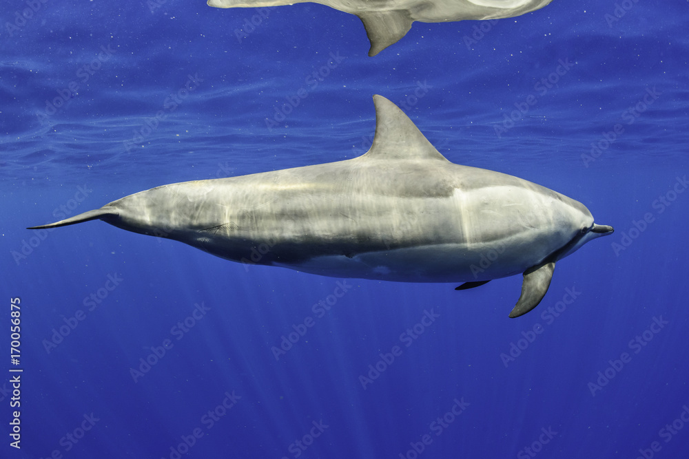 Obraz premium Dolphin