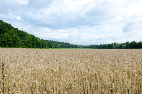 Hudson Valley New York Farm, Wheat field with Treed Catskill Mountains and a Dramatic Cloudy Sky.