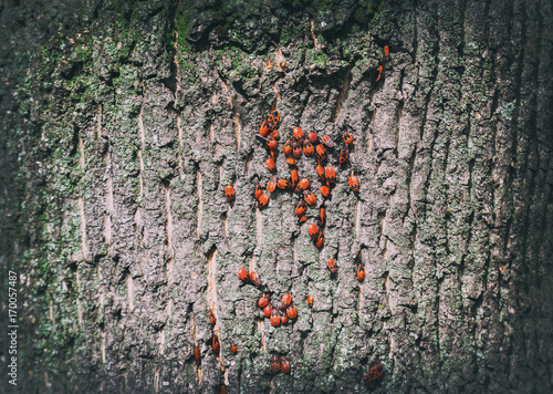 Parasites on the tree. The old bark. photo