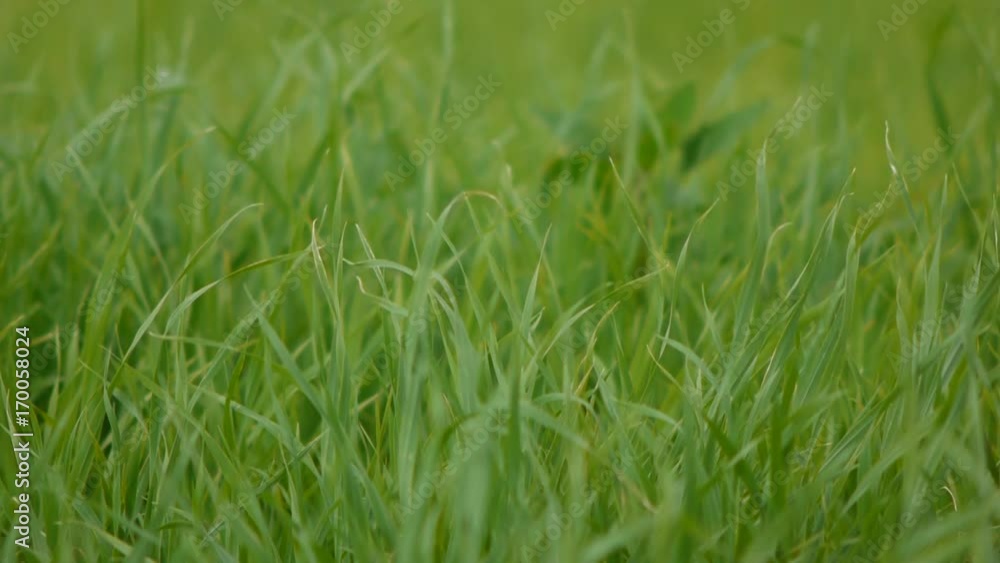 牧草地 牧草地