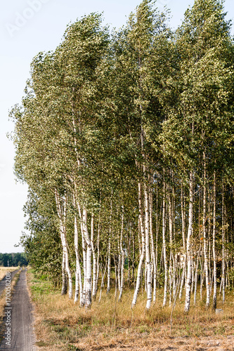 Fototapeta Naklejka Na Ścianę i Meble -  las