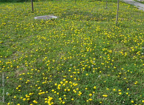 Dandelions frowering at spring photo