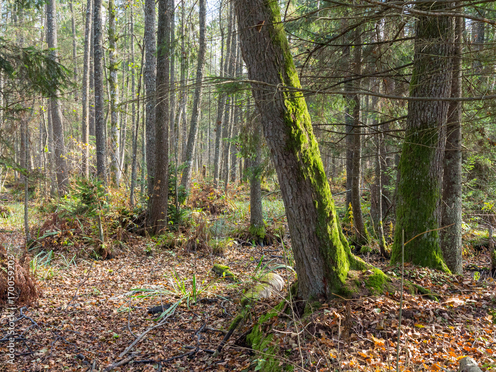 Autumnal wet mixed forest with dry leaves around Autumnal wet mixed forest with dry leaves around