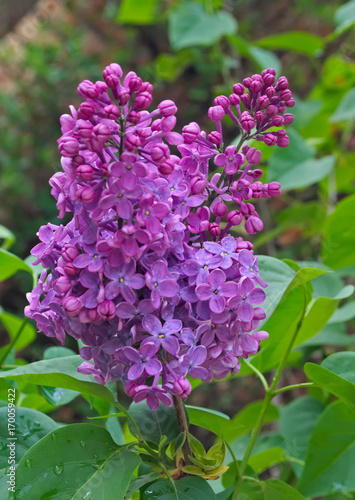 Lilac blooming flowers