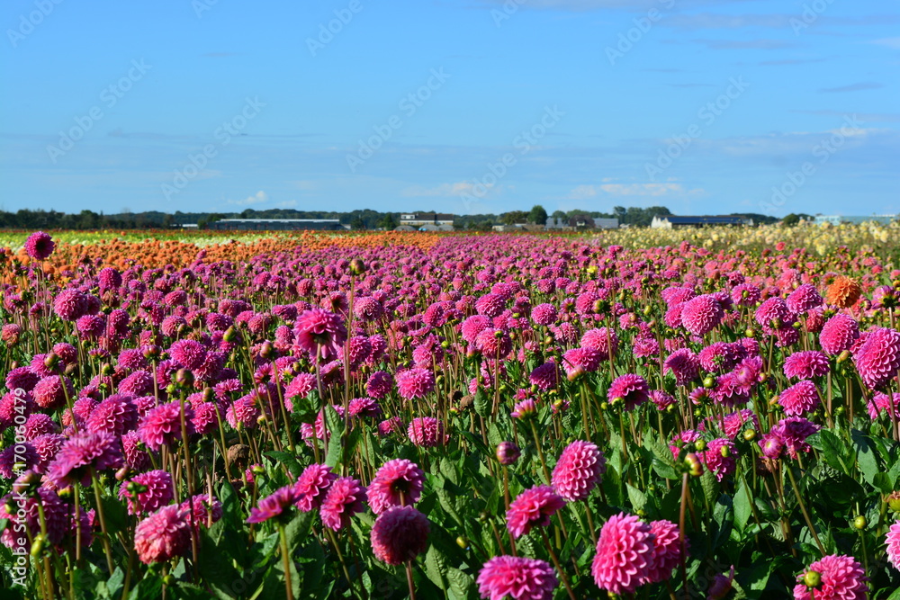 Pink dahlia's