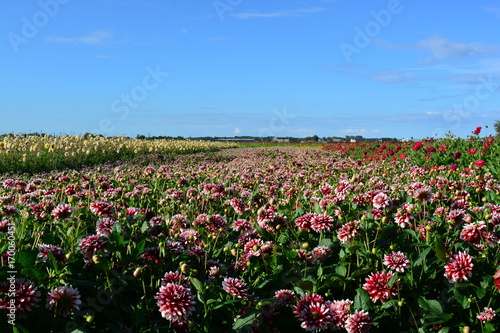 Fototapeta Naklejka Na Ścianę i Meble -  Red and white dahlia's in a dahlia field