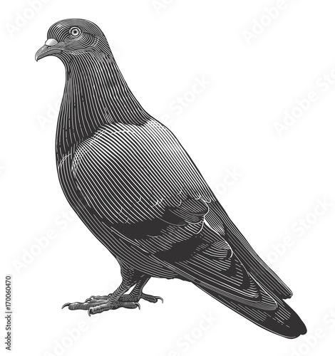 Vector illustration of Dove in vintage engraving style on transparent background photo