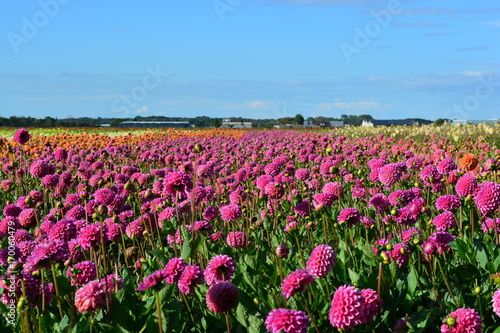 Fototapeta Naklejka Na Ścianę i Meble -  Pink dahlia's