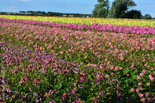 Fototapeta Naklejka Na Ścianę i Meble -  Dahlia field