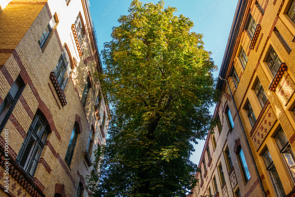 Obraz premium big tree inbetween of brick industrial buildings
