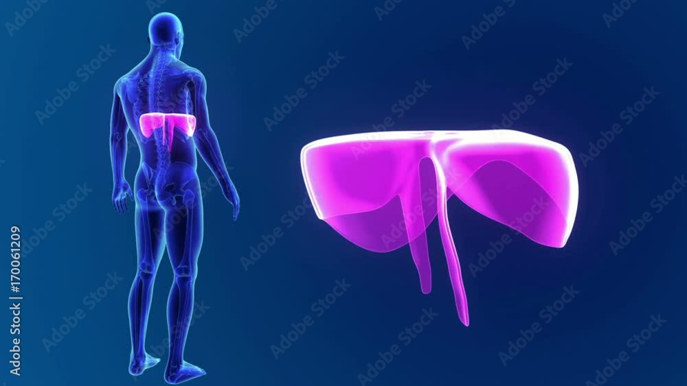Diaphragm zoom with Skeleton Body Diaphragm zoom with Skeleton Body