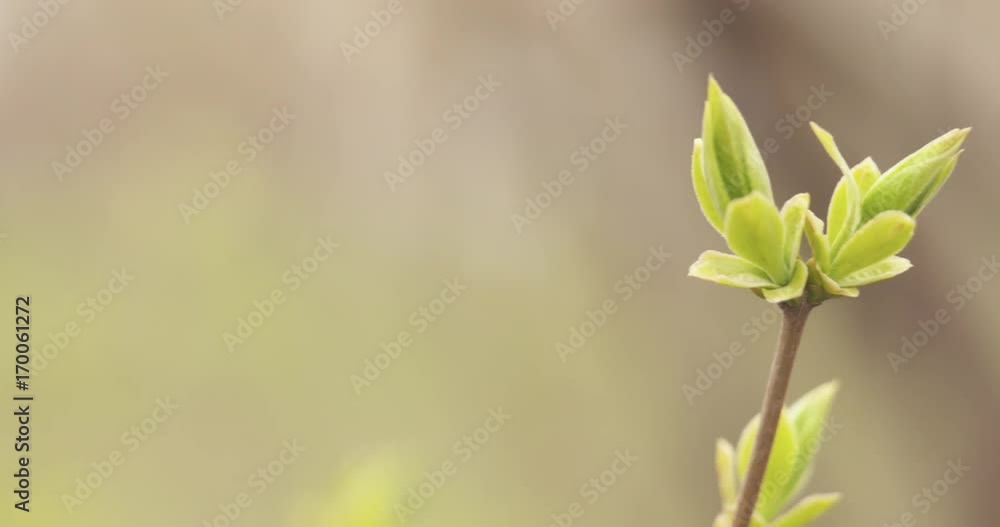 Slow motion pan first lilac buds in spring closeup Slow motion pan first lilac buds in spring closeup