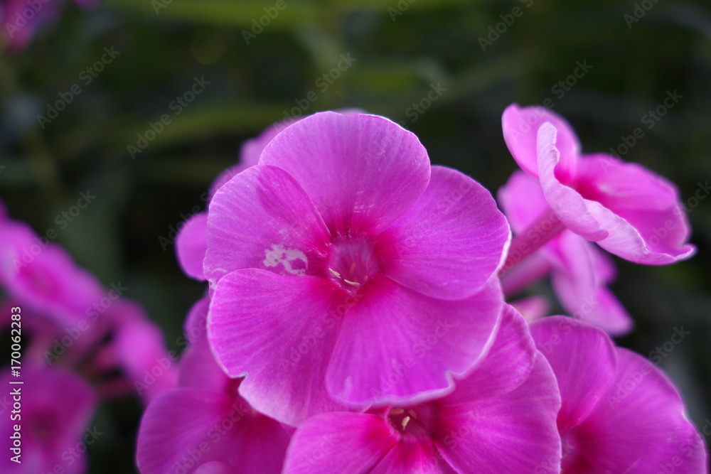 GArden GArden