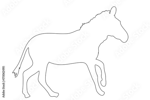 Outline of an african Zebra - digitally handdrawn illustration on white background