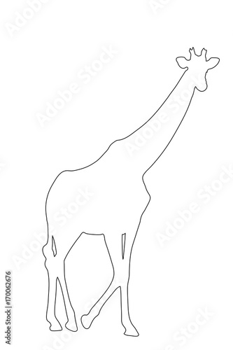 Outline of an african Giraffe - Digitally Hand Drawn Illustration