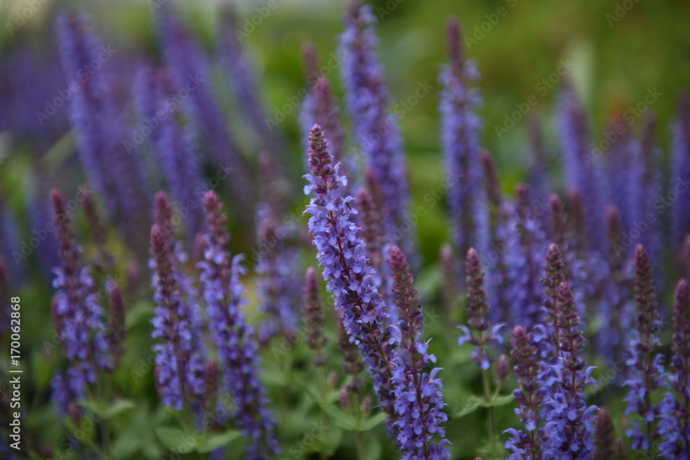Obraz premium Flower