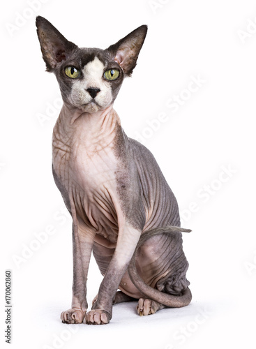 Sphynx cat sitting  straight up isolated on white background  © Nynke