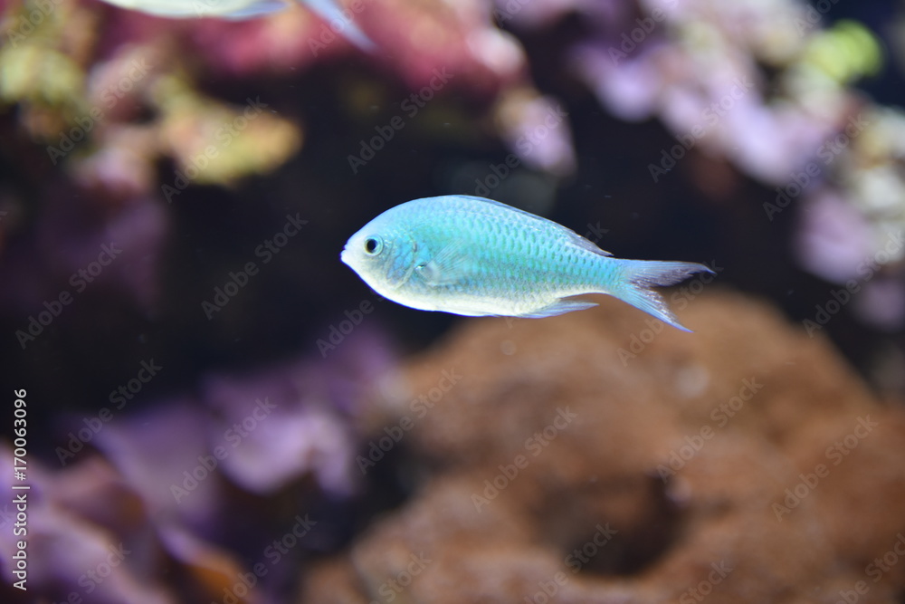 Fish Fish