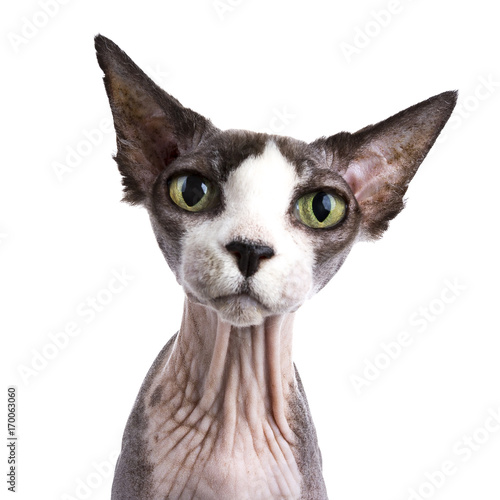 Headshot of Sphynx cat sitting isolated on white background looking directly in camera