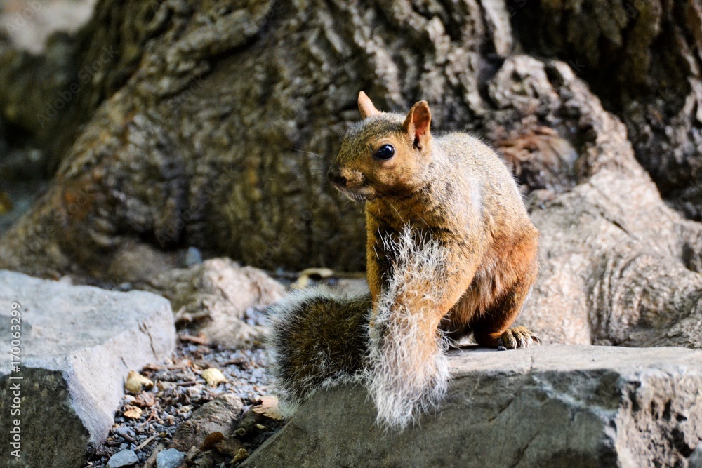Naklejka premium Ecureuil