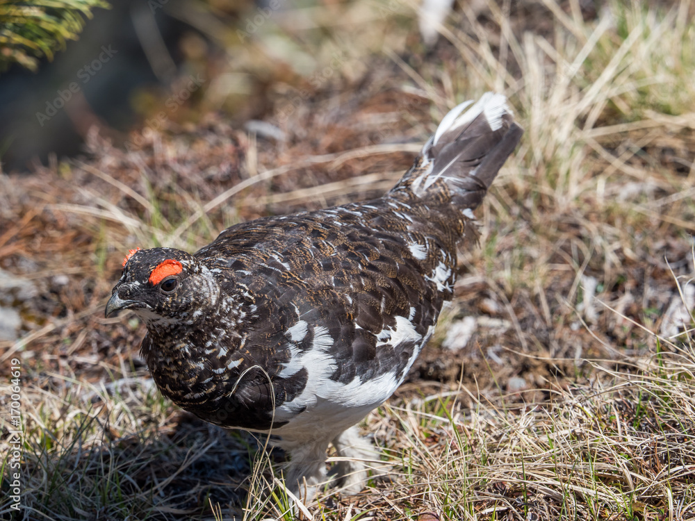 Obraz premium Japanese male rock ptarmigan in summer plumage