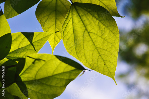 Fototapeta Green leaves on spring tree with sun shining