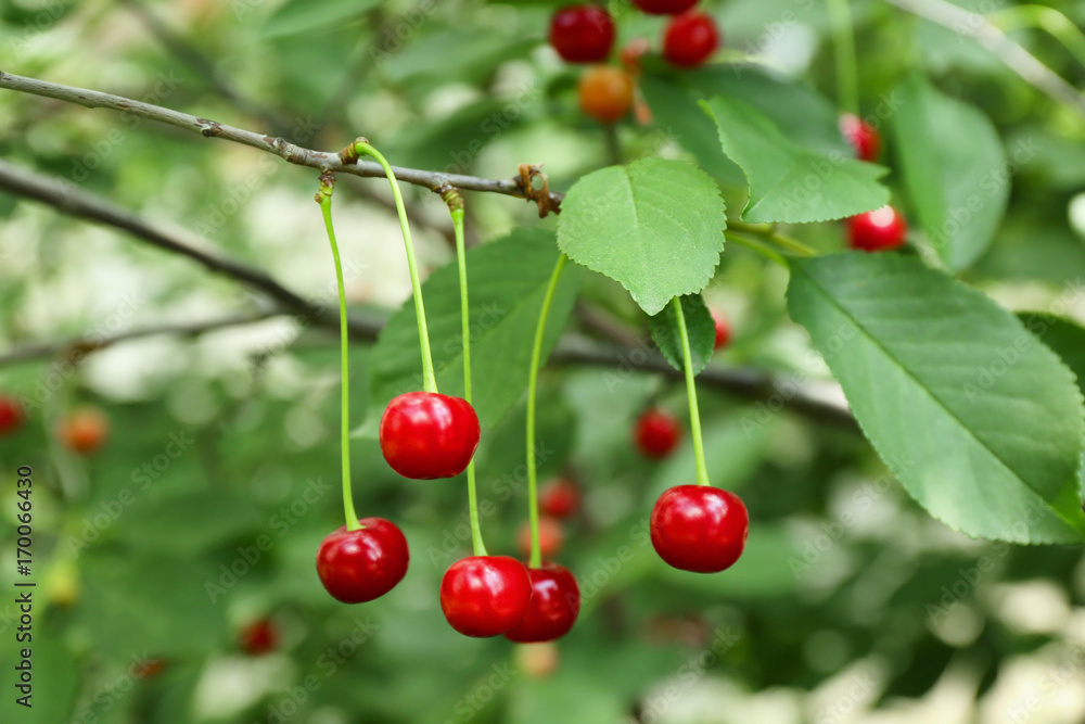 Branch with cherry berries in garden on sunny day Branch with cherry berries in garden on sunny day