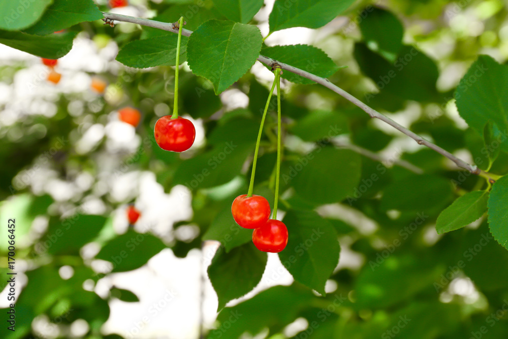 Branch with cherry berries in garden on sunny day Branch with cherry berries in garden on sunny day