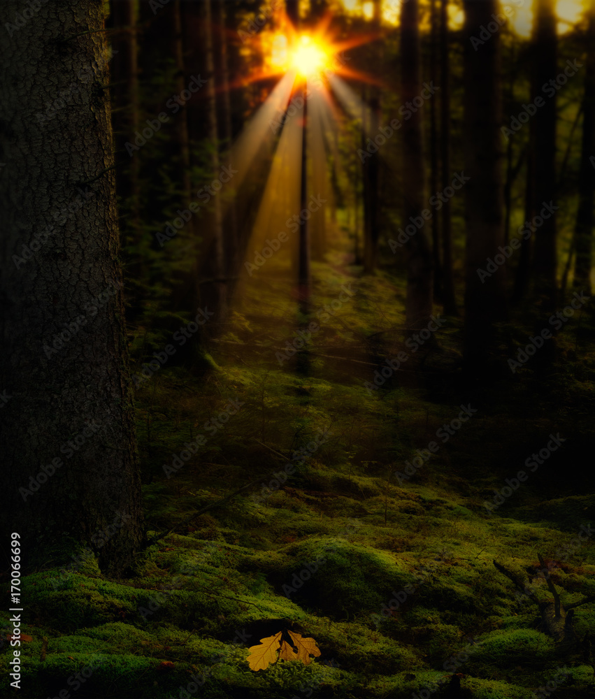 Yellow leafs in forrest and sunrays