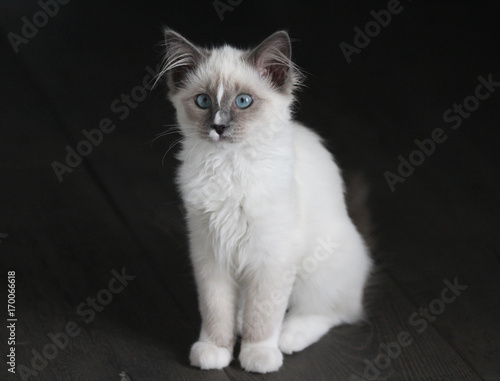 White kitten with blue eyes © Michael Meijer
