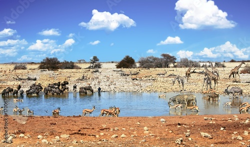 Vibrant Waterhole at Okaukeujo Waterhole n Etosha National Park, Namibia photo