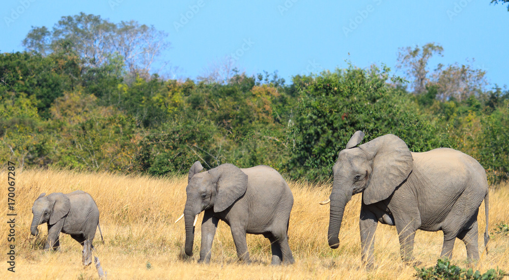 Elephant family on the open dry african plains in Hwange, Zimbabwe