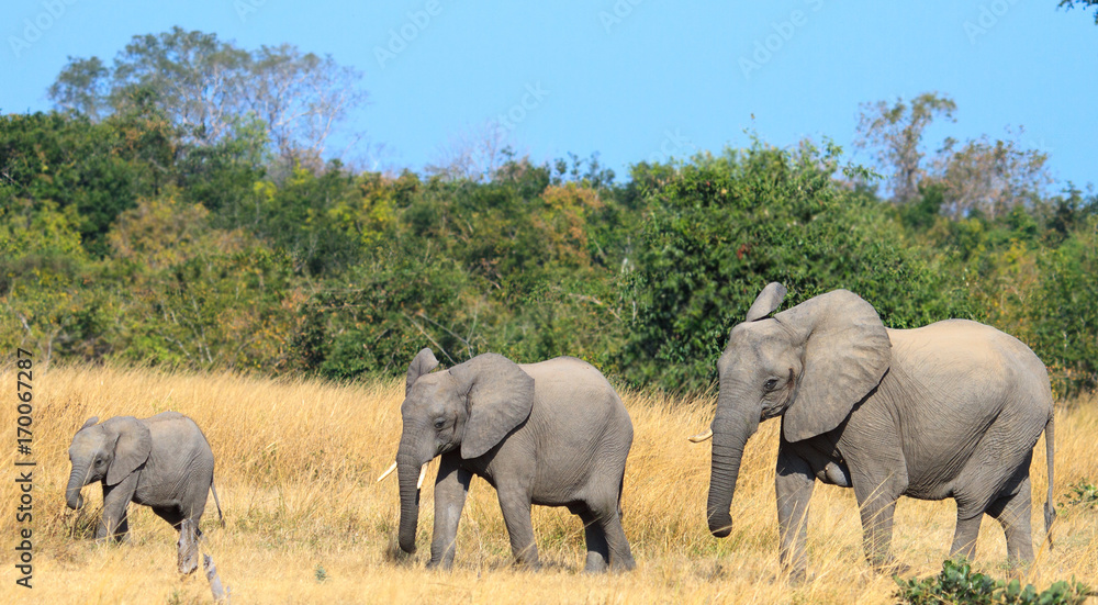 Fototapeta premium Elephant family on the open dry african plains in Hwange, Zimbabwe