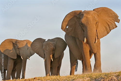 Photography Elephants on the banks of Chobe River in Botswana, Arica