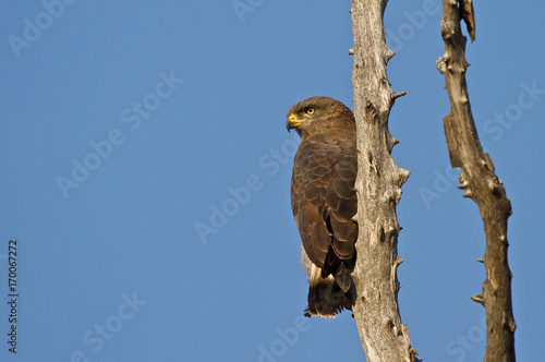 Brown Snake eagle perched on a dead tree branch in the wild