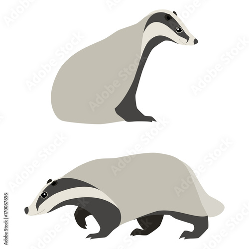 Leinwand Poster Vector illustration of sitting and walking badgers isolated on white background