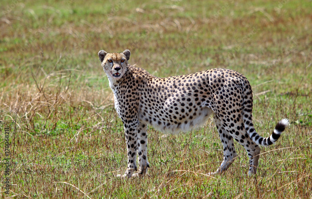 Pregnant female cheetah on the plains of the masai mara Pregnant female cheetah on the plains of the masai mara
