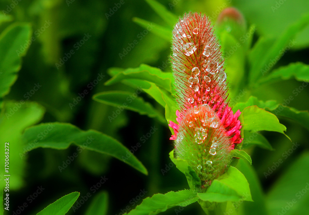 Vibrant Pink Feathery flower covered in morning dew Vibrant Pink Feathery flower covered in morning dew