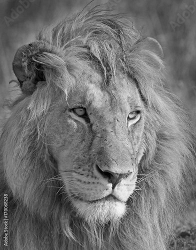 Fototapeta Naklejka Na Ścianę i Meble -  Full frame of a handsome  lion in the wild