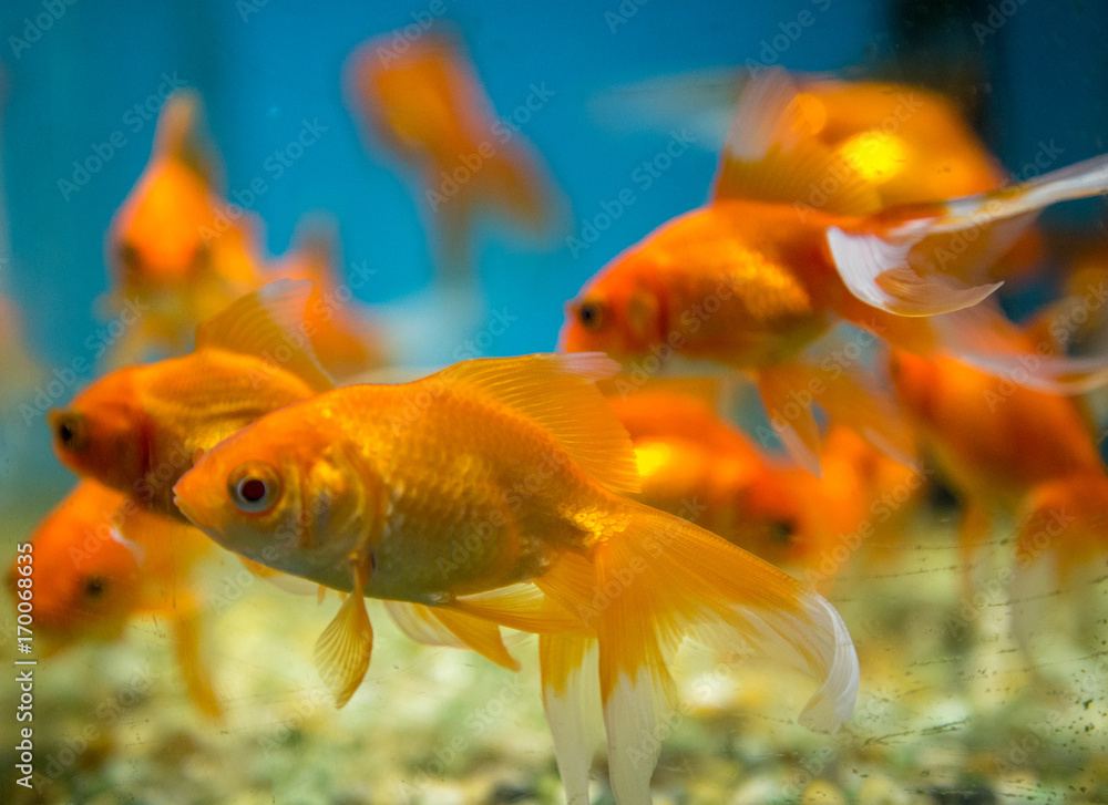 fish aquatic ornament tank relaxation fish aquatic ornament tank relaxation