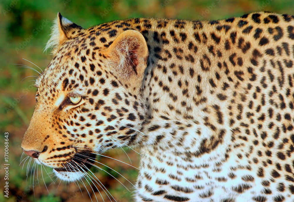 Close up of an African Leopard head while walking past, masai mara, kenya Close up of an African Leopard head while walking past, masai mara, kenya