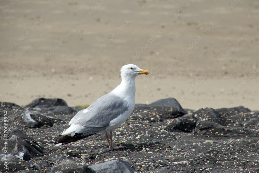 Obraz premium Seagull on the Brouwersdam, the seventh structure of the Delta Works.